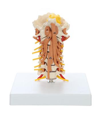 Rudiger Anatomie Cervical Spine with Muscles