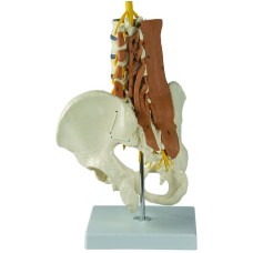 Rudiger Anatomie Pelvic Model with Lumbar Spine Muscles
