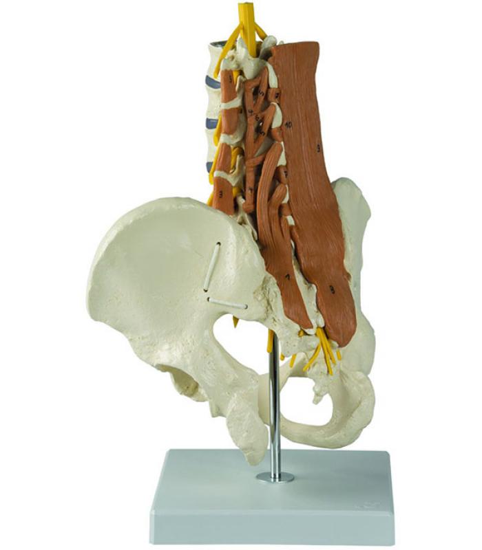 Rudiger Anatomie Pelvic Model with Lumbar Spine Muscles