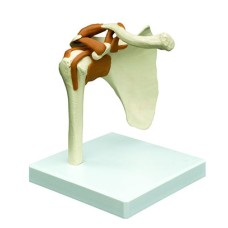 Rudiger Anatomie Functional Shoulder Joint with Ligaments
