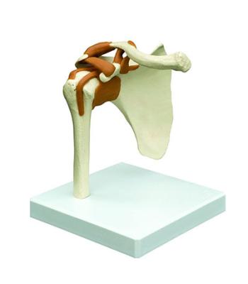 Rudiger Anatomie Functional Shoulder Joint with Ligaments