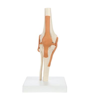 Rudiger Anatomie Functional Knee Joint with Ligaments