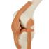 Rudiger Anatomie Functional Knee Joint with Ligaments
