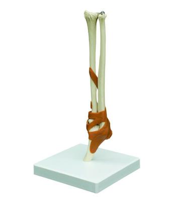 Rudiger Anatomie Functional Elbow Joint with Ligaments