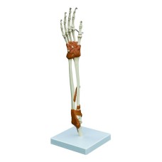 Rudiger Anatomie Hand and Elbow joint model