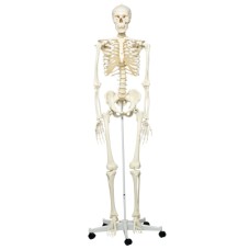 3B Scientific Anatomical Model - Stan the classic skeleton on roller stand - Includes 3B Smart Anatomy