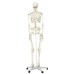 3B Scientific Anatomical Model - Stan the classic skeleton on roller stand - Includes 3B Smart Anatomy