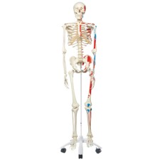 3B Scientific Anatomical Model - Max the muscle skeleton on roller stand - Includes 3B Smart Anatomy