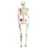 3B Scientific Anatomical Model - Max the muscle skeleton on roller stand - Includes 3B Smart Anatomy