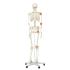 3B Scientific Anatomical Model - Leo the ligament skeleton on roller stand - Includes 3B Smart Anatomy
