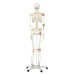 3B Scientific Anatomical Model - Leo the ligament skeleton on roller stand - Includes 3B Smart Anatomy