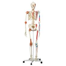 3B Scientific Anatomical Model - Sam the super skeleton on roller stand - Includes 3B Smart Anatomy