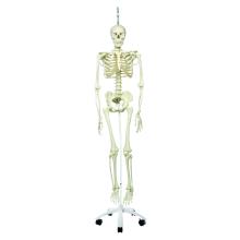 3B Scientific Anatomical Model - Phil the physiological skeleton on hanging roller stand - Includes 3B Smart Anatomy