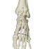 3B Scientific Anatomical Model - Phil the physiological skeleton on hanging roller stand - Includes 3B Smart Anatomy