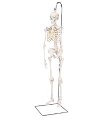 3B Scientific Anatomical Model - Shorty the mini skeleton on hanging stand - Includes 3B Smart Anatomy