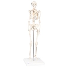 3B Scientific Anatomical Model - Shorty the mini skeleton on mounted base - Includes 3B Smart Anatomy