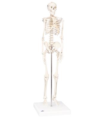 3B Scientific Anatomical Model - Shorty the mini skeleton on mounted base - Includes 3B Smart Anatomy
