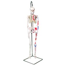 3B Scientific Anatomical Model - Shorty the mini skeleton with muscles on hanging stand - Includes 3B Smart Anatomy