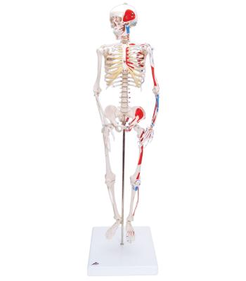 3B Scientific Anatomical Model - Shorty the mini skeleton with muscles on mounted base - Includes 3B Smart Anatomy
