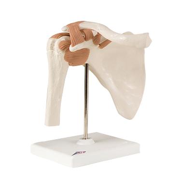 3B Scientific Anatomical Model - functional shoulder joint - Includes 3B Smart Anatomy