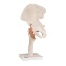 3B Scientific Anatomical Model - functional hip joint - Includes 3B Smart Anatomy