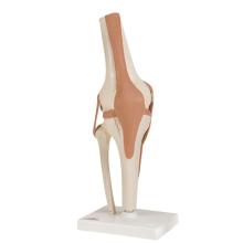 3B Scientific Anatomical Model - functional knee joint - Includes 3B Smart Anatomy