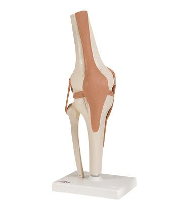 3B Scientific Anatomical Model - functional knee joint - Includes 3B Smart Anatomy