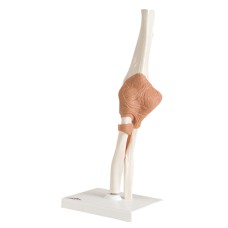 3B Scientific Anatomical Model - functional elbow joint - Includes 3B Smart Anatomy