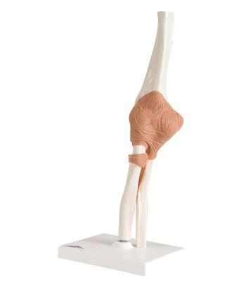 3B Scientific Anatomical Model - functional elbow joint - Includes 3B Smart Anatomy