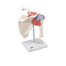 3B Scientific Anatomical Model - functional shoulder joint, deluxe - Includes 3B Smart Anatomy