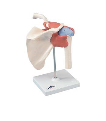 3B Scientific Anatomical Model - functional shoulder joint, deluxe - Includes 3B Smart Anatomy