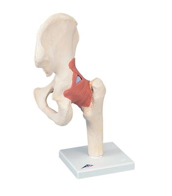 3B Scientific Anatomical Model - functional hip joint, deluxe - Includes 3B Smart Anatomy