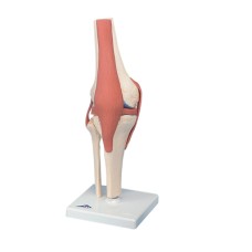 3B Scientific Anatomical Model - functional knee joint, deluxe - Includes 3B Smart Anatomy