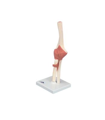 3B Scientific Anatomical Model - functional elbow joint, deluxe - Includes 3B Smart Anatomy