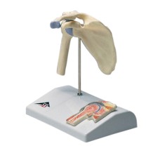 3B Scientific Anatomical Model - mini shoulder joint with cross section of bone on base - Includes 3B Smart Anatomy