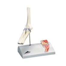 3B Scientific Anatomical Model - mini elbow joint with cross section of bone on base - Includes 3B Smart Anatomy