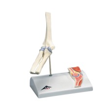 3B Scientific Anatomical Model - mini elbow joint with cross section of bone on base - Includes 3B Smart Anatomy