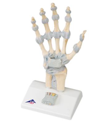 3B Scientific Anatomical Model - hand skeleton with ligaments - Includes 3B Smart Anatomy