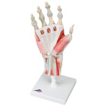 3B Scientific Anatomical Model - hand skeleton with removable ligaments & muscles, 4-part - Includes 3B Smart Anatomy