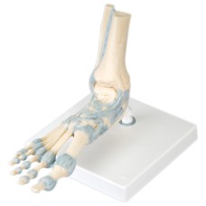 3B Scientific Anatomical Model - foot skeleton with ligaments - Includes 3B Smart Anatomy
