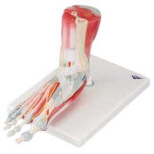 3B Scientific Anatomical Model - foot skeleton with removable ligaments & muscles, 6-part - Includes 3B Smart Anatomy