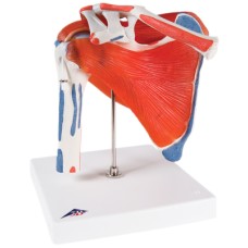 3B Scientific Anatomical Model - shoulder joint with rotator cuff - Includes 3B Smart Anatomy