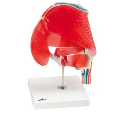 3B Scientific Anatomical Model - hip joint with removable muscles, 7-part - Includes 3B Smart Anatomy