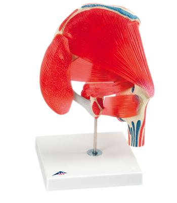 3B Scientific Anatomical Model - hip joint with removable muscles, 7-part - Includes 3B Smart Anatomy
