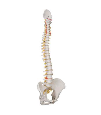 3B Scientific Anatomical Model - flexible spine, classic, with male pelvis - Includes 3B Smart Anatomy