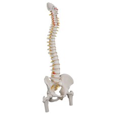 3B Scientific Anatomical Model - flexible spine, classic, with femur heads - Includes 3B Smart Anatomy