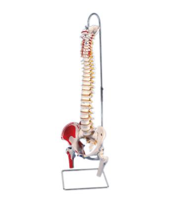 3B Scientific Anatomical Model - flexible spine, classic, with femur heads, muscles - Includes 3B Smart Anatomy
