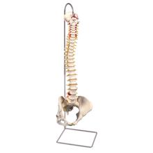 3B Scientific Anatomical Model - flexible spine, classic, with female pelvis - Includes 3B Smart Anatomy