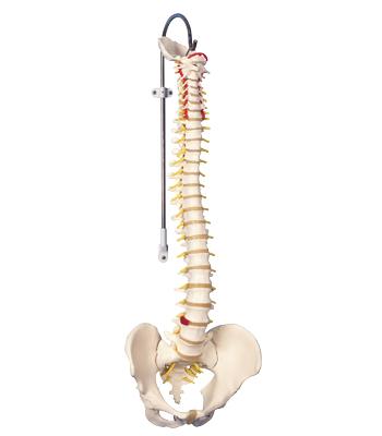 3B Scientific Anatomical Model - flexible spine, didactic - Includes 3B Smart Anatomy