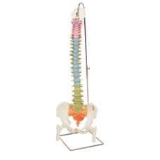 3B Scientific Anatomical Model - flexible spine, didactic with femur heads - Includes 3B Smart Anatomy
